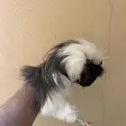 ذكر وبرة أمريكي و 2 إناث دافع ومنتجين