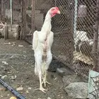 ديك سندي