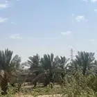 رطب نخل للبيع تقريبا 90 نخله فل رطب