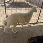 طلي ذبيحه