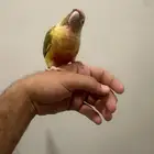 كنيور اناناس