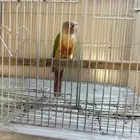 كنيور آناناس رد فاكتري صبغه حمره