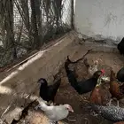 ديكه بلدي وفيومي