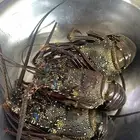 استكوز للبيع