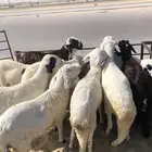 ذبايح سواكن للبيع