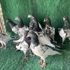 حمام باكستاني طيار