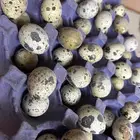 بيض سمان تكساس