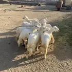 للبيع خرفان ورخال