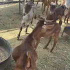 تيوس سمان