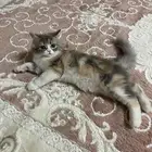 قط شيرازي الخرج