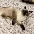 قط لتبني   نوع سيامي هملاي