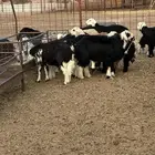 طليان نجد للبيع