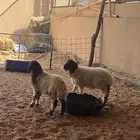 نعيم خرفان