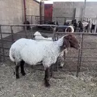نعجه رباع