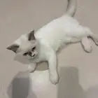 قط للتبني ذكر