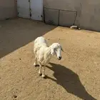 حرية مضرع سنها تامه