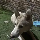 وهاسكي عمرها ثمنيه شهور واسماها لوكا والأنثى