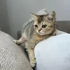قطط قط قطوه قطه قط كيتن سكوتش
