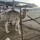 قعود