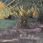 للبيع محصول تمور مزرعه كامل