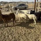 مجموعة طليان وتيوس