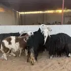 نجد للبيع