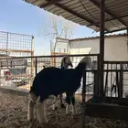 خروف نجدي طيب
