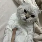 قطط للتبني