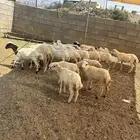 رخال رفيديه تربيه