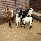 معزا خلفات