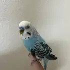 زوج بادجي او طيور الحب