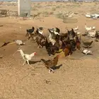 للبيع دجاج