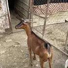 غنم سنها لفوف صحتها ممتازه