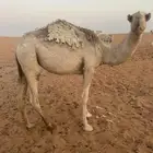 بكره