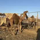 بعير حمر كايف