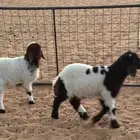 للبيع خروف ورخل اعمارهم حول الشهرين