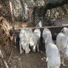طليان حريات