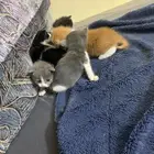 للتبني المستعجل