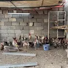 دجاج بلدي