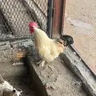 دجاج كوشن البيع