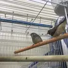 زوج زيبرا هولندي