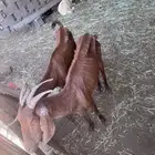 غنم دهم العدد2