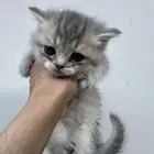 قطط سكوتش للبيع