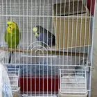 عصافير