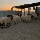 ذبايح للبيع