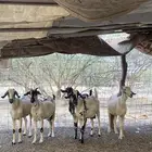 معزاء صنف بيشيات اصل