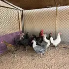 دجاج بلدي بياض