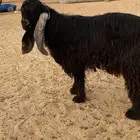 تيس فحل عارضي مشروط القريع والنتاج