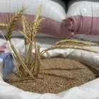 معية- هلباء - معية القصيم