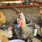 دجاج بلدي وفيومي( انباع)